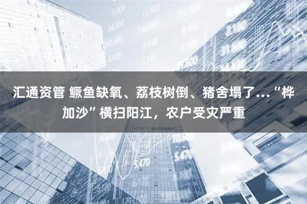 汇通资管 鳜鱼缺氧、荔枝树倒、猪舍塌了…“桦加沙”横扫阳江，农户受灾严重